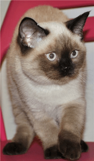 Сиамская кошка, окрас сил пойнт